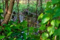 Rain forest flooded with water. Reflections in the water and an old fallen log Royalty Free Stock Photo