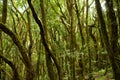 Rain forest in Garajonay national park (La Gomera)