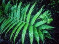 Green fern in the rain forest Royalty Free Stock Photo