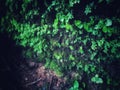 Green moss in the rain forest Royalty Free Stock Photo