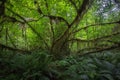 Rain Forest at Hall of Mosses at Olympic National Park Washington