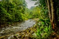 Rain Forest Jungle Habitat in Costa Rica Royalty Free Stock Photo