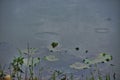 Rain on forest lake and on the water drops Royalty Free Stock Photo