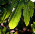 Rain forest leaf Royalty Free Stock Photo