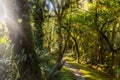 Rain forest on Milford Track in New Zealand with sun rays shining through the foliage