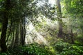 Rain forest on a misty morning and sunrise Royalty Free Stock Photo