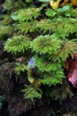 Rain Forest moss