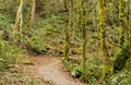 Rain forest moss covered trees Royalty Free Stock Photo