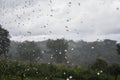 Rain in the forest, the natural background and texture. Blurred abstract image