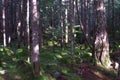 Rain forest near Vancover, Canada