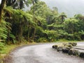 Rain Forest, New Zealand Royalty Free Stock Photo