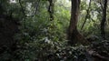 rain forest. original footage. rainy day Royalty Free Stock Photo