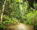 Rain Forest Path on a Hot Summer day Royalty Free Stock Photo