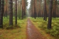 rain forest pine park path