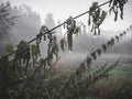 For and rain in the forest.  Rainy day. Foggy Royalty Free Stock Photo