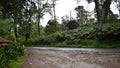 Rain Forest Road