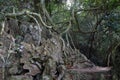 Rain Forest on the slopes of the mountains in the National Park on the Cat Ba Island, Vietnam Royalty Free Stock Photo