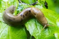 Rain forest slug Royalty Free Stock Photo