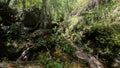 Rain forest stone stairs, pure unattached nature, Isalo national park. Madagascar