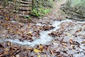 Rain in Forest