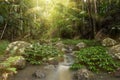Rain forest sunrise rays Royalty Free Stock Photo