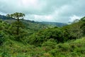 Rain forest in Tapanti national park, Costa Rica Royalty Free Stock Photo
