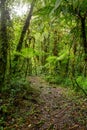 Rain forest in Tapanti national park, Costa Rica Royalty Free Stock Photo