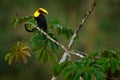 Rain in the forest. Toucan, Big beak bird Chesnut-mandibled sitting on the branch in tropical rain with green jungle background, a