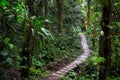 Rain forest trail in the Amazon rainforest Royalty Free Stock Photo