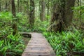 Rain forest trail, Vancouver Island, Canada Royalty Free Stock Photo