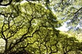 Rain forest tree canopy scene