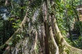 Rain forest tree rots branches with lush green environment around