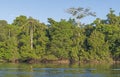 Rain Forest Trees Along a Tropical River Royalty Free Stock Photo