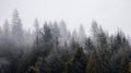 Rain Forest Trees Covered in White Fog during a rainy winter day. Royalty Free Stock Photo