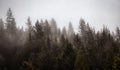 Rain Forest Trees Covered in White Fog during a rainy winter day. Royalty Free Stock Photo