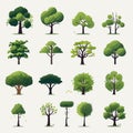 rain forest trees set vector flat minimalistic isolated illustration