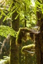 Rain forest in Vancouver island, British Columbia, Canada Royalty Free Stock Photo