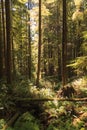 Rain forest in Vancouver island, British Columbia, Canada Royalty Free Stock Photo