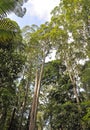 Rain forest vegetation at Fraser Island Royalty Free Stock Photo