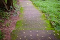 rain forest walk way Royalty Free Stock Photo