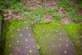 rain forest walk way Royalty Free Stock Photo