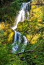 rain forest in washington state with waterfall in background Royalty Free Stock Photo