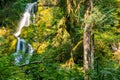 rain forest in washington state with waterfall Royalty Free Stock Photo