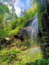 Rain forest waterfal