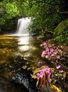 Rain Forest Waterfall and Flowers Royalty Free Stock Photo