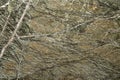 Stone texture polished marble Rain forrest green Royalty Free Stock Photo