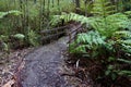Rain Forest Walking path Royalty Free Stock Photo