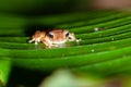 Rain frog on a leaf