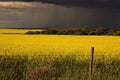 Rain front approaching Saskatchewan canola crop