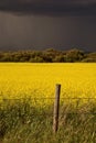 Rain front approaching Saskatchewan canola crop